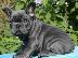 PoulaTo: French bulldog BLUE αρσενικό 6 μηνών